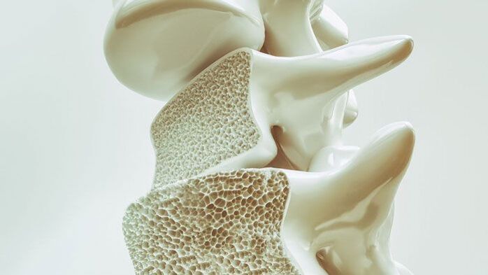 sectional model of the spinal column